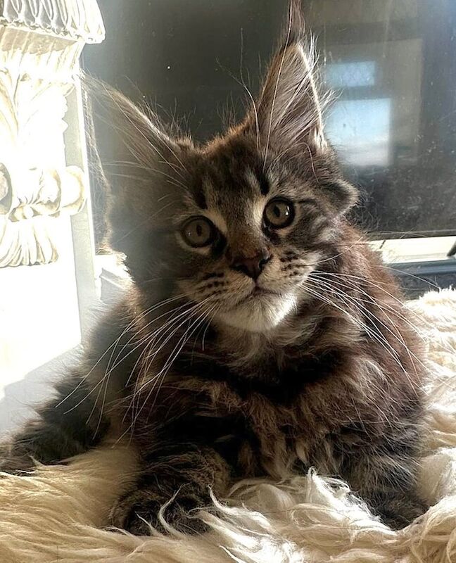 Maine Coon kittens for sale in Portrush, County Londonderry – 3 months old - Image 3 of 4