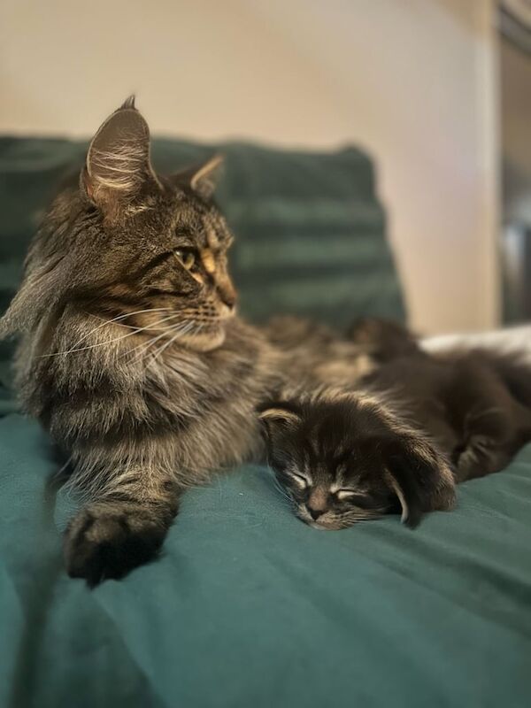 Maine Coon kittens for sale in Portrush, County Londonderry – 3 months old - Image 4 of 4