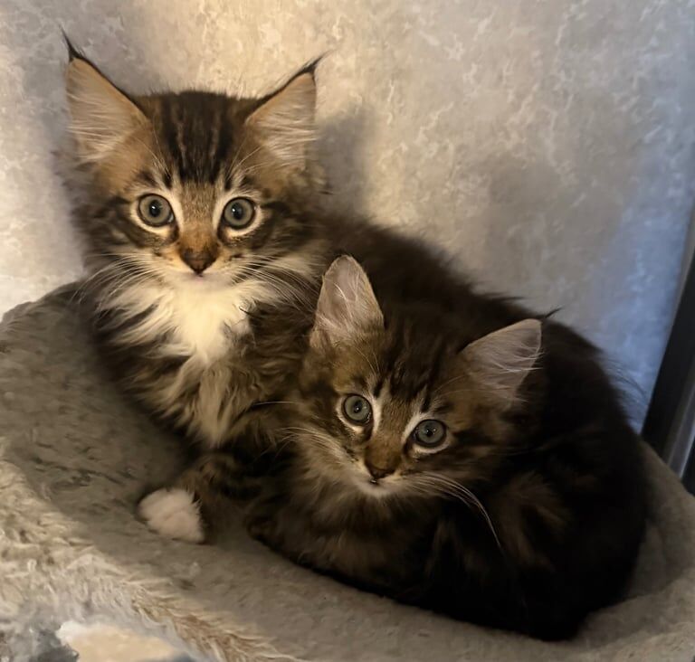 Maine Coon kittens for sale in Edinburgh, City of Edinburgh – 8 weeks old