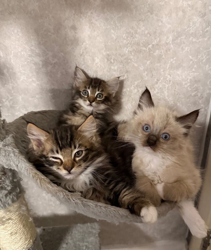 Maine Coon kittens for sale in Edinburgh, City of Edinburgh – 8 weeks old - Image 2 of 5