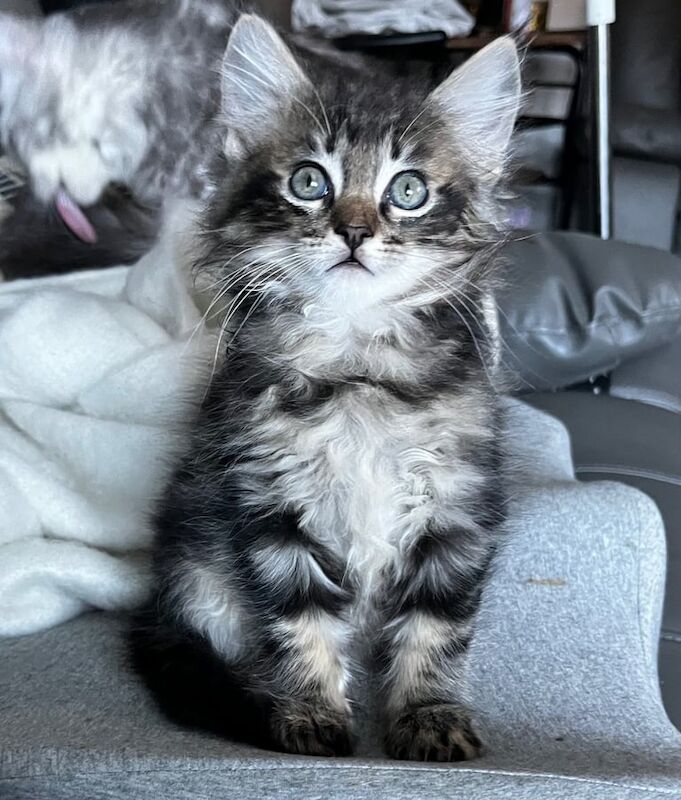 Maine Coon kittens for sale in Edinburgh, City of Edinburgh – 8 weeks old - Image 4 of 5