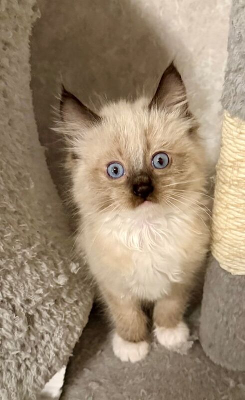 Maine Coon kittens for sale in Edinburgh, City of Edinburgh – 8 weeks old - Image 5 of 5