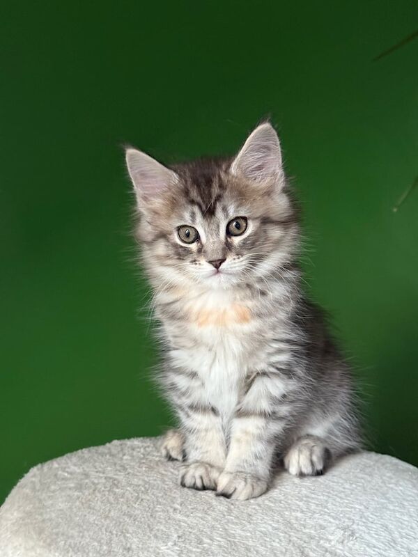 Maine Coon kittens for sale in Hackney, Greater London – 9 weeks old - Image 2 of 4