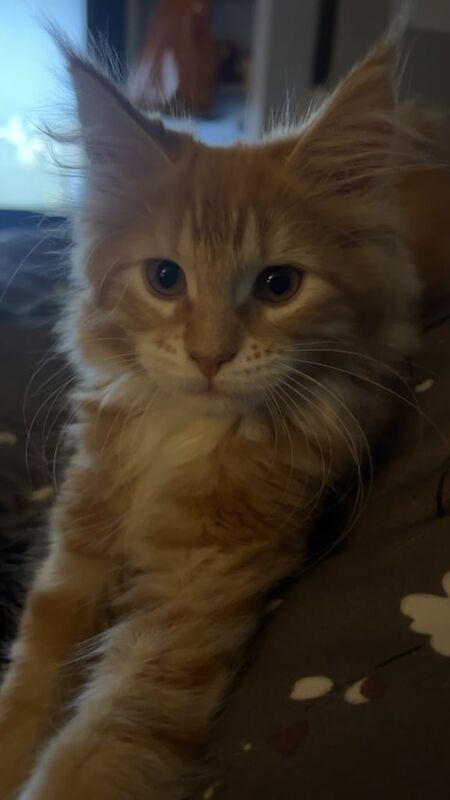Maine Coon kittens for sale in Darlington, Durham – 11 weeks old