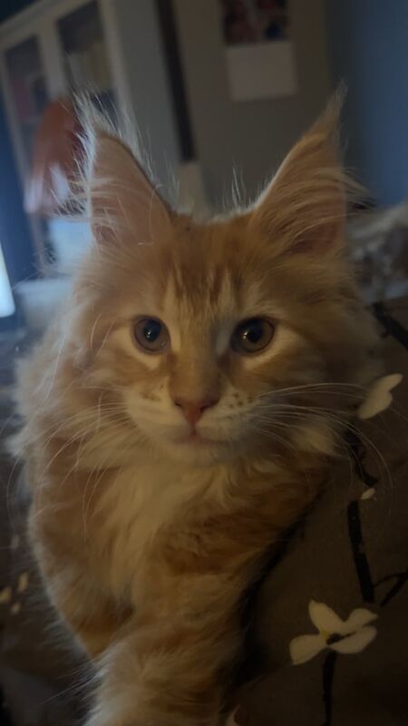 Maine Coon kittens for sale in Darlington, Durham – 11 weeks old - Image 2 of 3