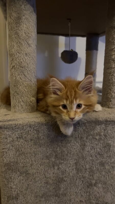 Maine Coon kittens for sale in Darlington, Durham – 11 weeks old - Image 3 of 3