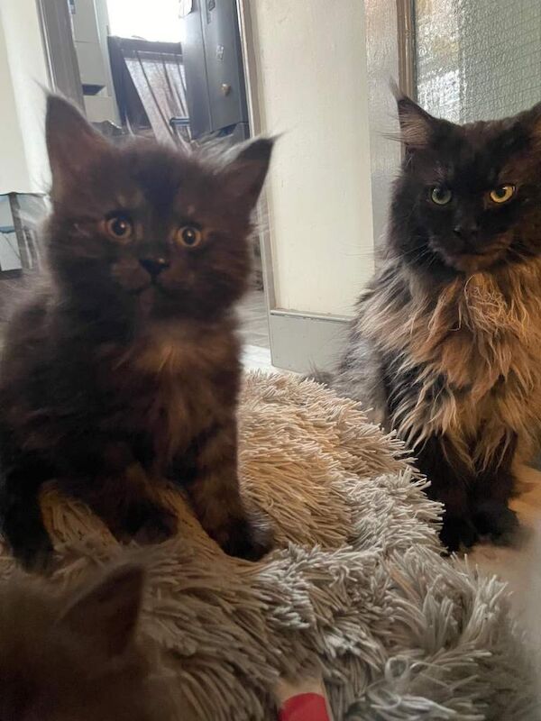 Maine Coon kittens for sale in Clapham, Greater London – 8 weeks old