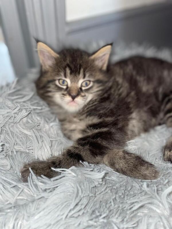 Maine Coon kittens for sale in Clapham, London – 5 months old - Image 2 of 6