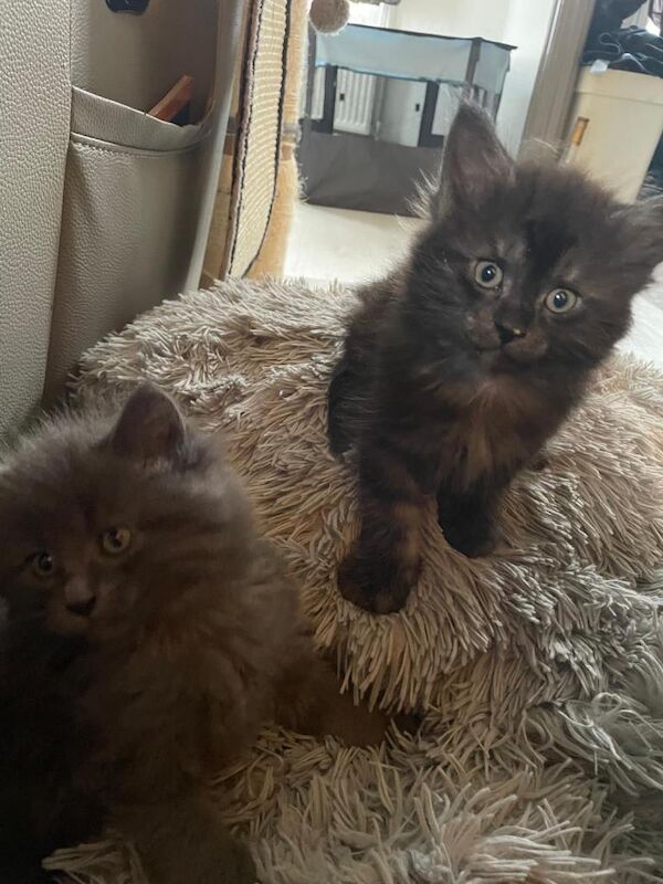 Maine Coon kittens for sale in Clapham, London – 5 months old - Image 3 of 6