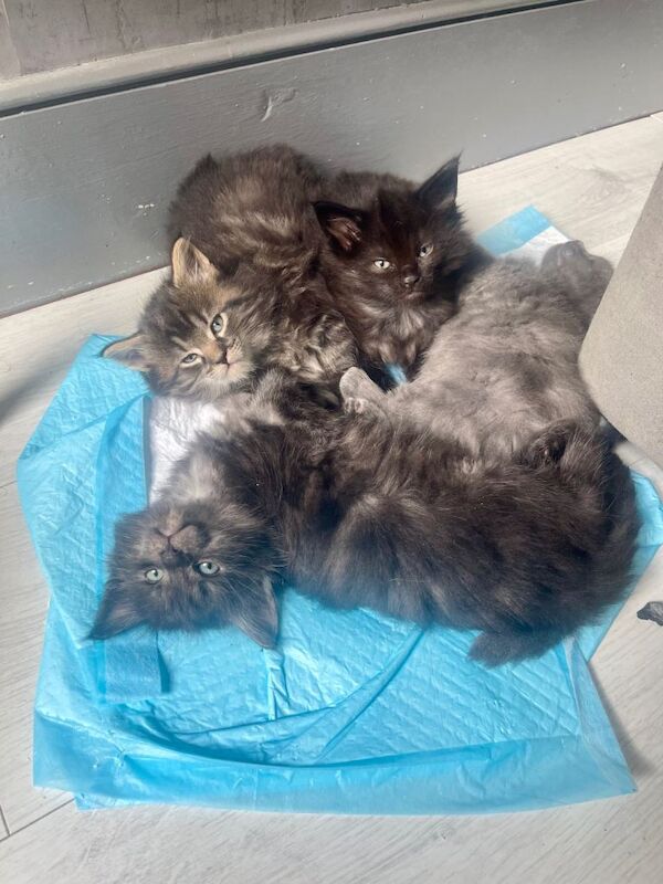 Maine Coon kittens for sale in Clapham, London – 5 months old - Image 4 of 6
