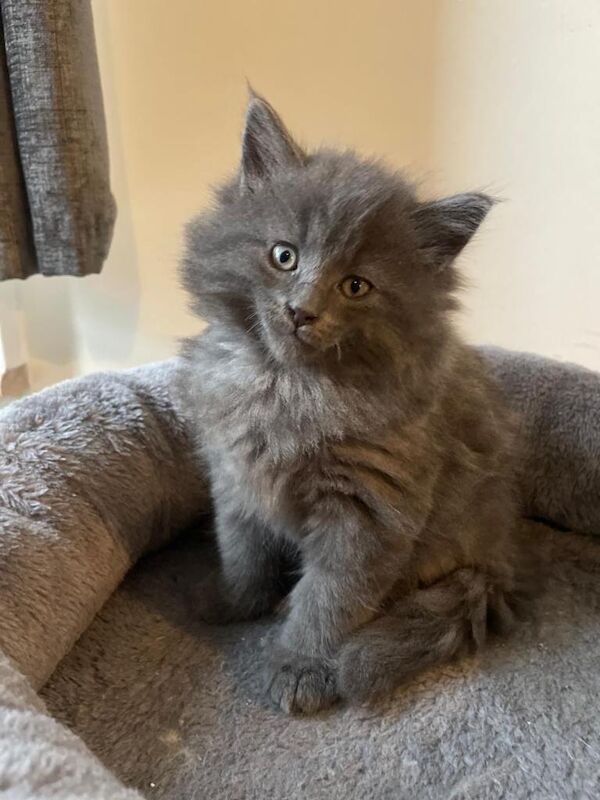 Maine Coon kittens for sale in Clapham, London – 5 months old - Image 5 of 6