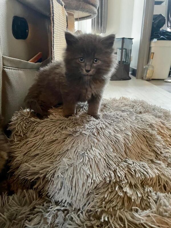 Maine Coon kittens for sale in Clapham, London – 5 months old - Image 6 of 6