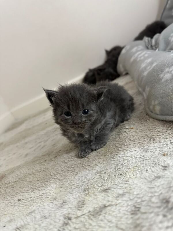 Maine Coon kittens for sale in Milton Keynes, Buckinghamshire – 4 months old - Image 2 of 4