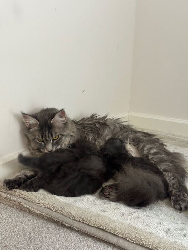 Maine Coon kittens for sale in Milton Keynes, Buckinghamshire – 4 months old - Image 3 of 4