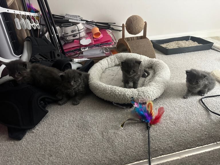 Maine Coon kittens for sale in Milton Keynes, Buckinghamshire – 4 months old - Image 4 of 4