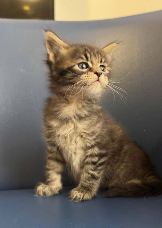 Maine Coon kittens for sale in Eltham, Greater London – 5 weeks old