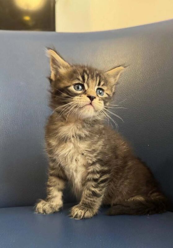 Maine Coon kittens for sale in Eltham, Greater London – 5 weeks old - Image 2 of 5