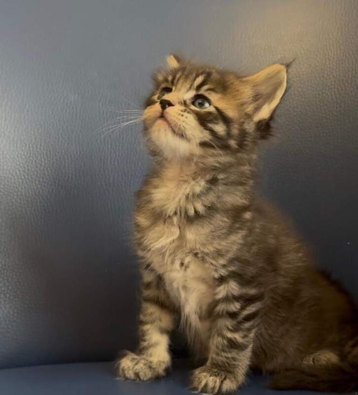 Maine Coon kittens for sale in Eltham, Greater London – 5 weeks old - Image 3 of 5