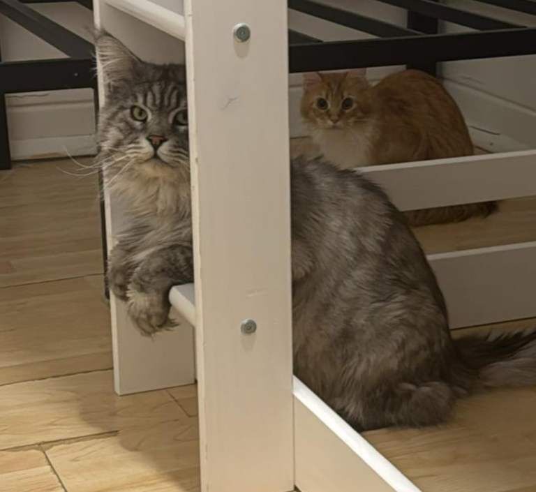 Maine Coon kittens for sale in Eltham, Greater London – 5 weeks old - Image 4 of 5