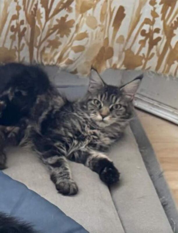 Maine Coon kittens for sale in Eltham, Greater London – 5 weeks old - Image 5 of 5