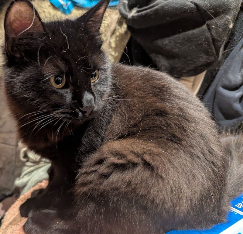 Maine Coon kittens for sale in Sandwich, Kent – 3 months old