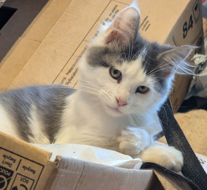 Maine Coon kittens for sale in Sandwich, Kent – 3 months old - Image 2 of 8