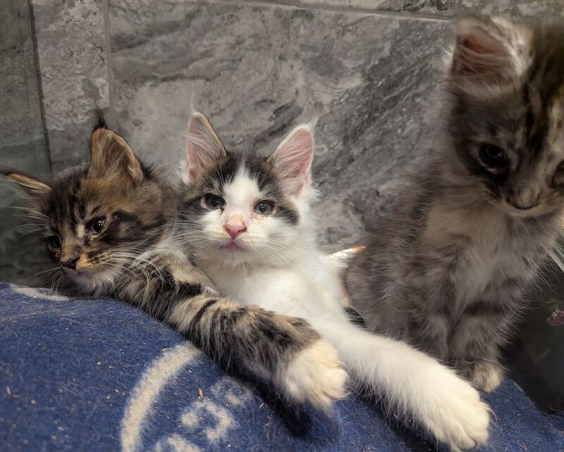 Maine Coon kittens for sale in Sandwich, Kent – 3 months old - Image 3 of 8