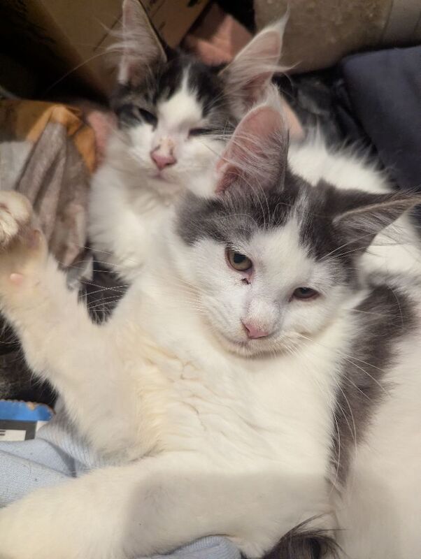 Maine Coon kittens for sale in Sandwich, Kent – 3 months old - Image 5 of 8