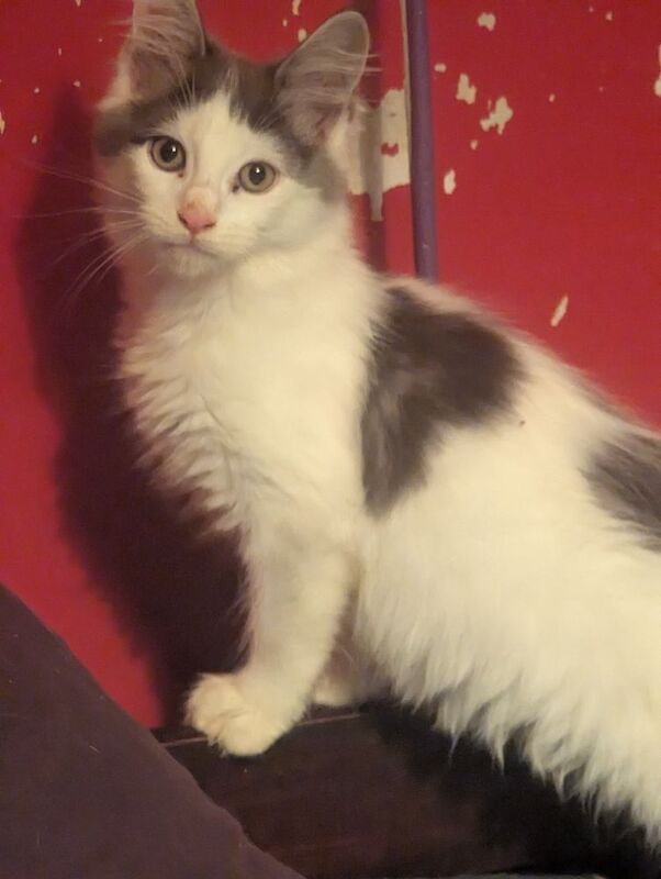 Maine Coon kittens for sale in Sandwich, Kent – 3 months old - Image 6 of 8