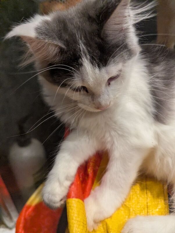 Maine Coon kittens for sale in Sandwich, Kent – 3 months old - Image 7 of 8