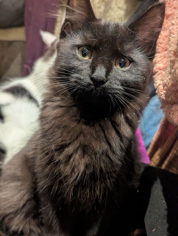 Maine Coon kittens for sale in Sandwich, Kent – 3 months old - Image 8 of 8