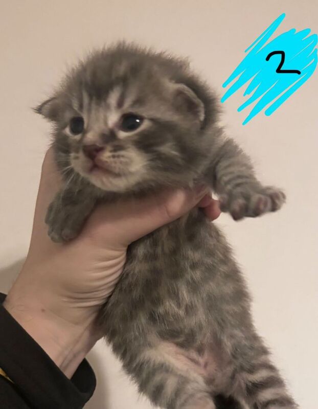 Maine Coon kittens for sale in Biddenden, Kent – 5 weeks old - Image 2 of 3