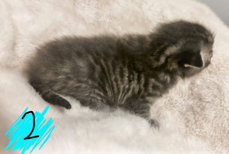 Maine Coon kittens for sale in Biddenden, Kent – 5 weeks old - Image 3 of 3