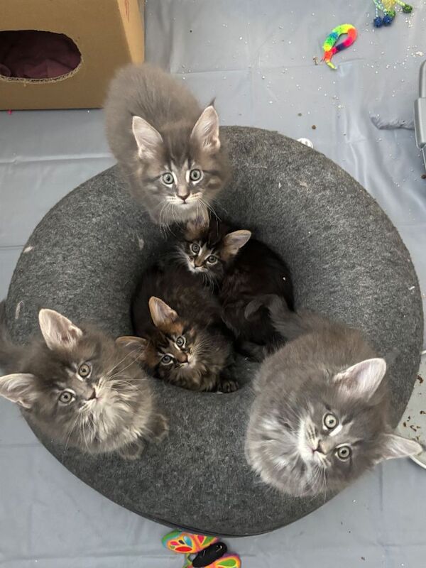 Maine Coon kittens for sale in Falkirk, Stirling and Falkirk – 8 weeks old