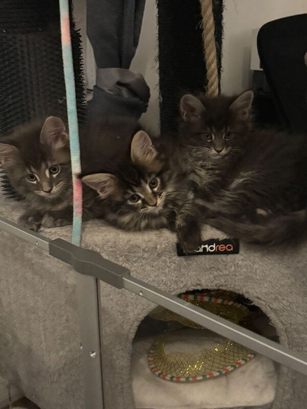 Maine Coon kittens for sale in Falkirk, Stirling and Falkirk – 9 weeks old - Image 2 of 6