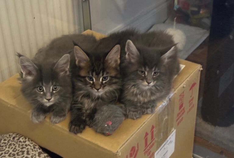 Maine Coon kittens for sale in Falkirk, Stirling and Falkirk – 9 weeks old - Image 3 of 6