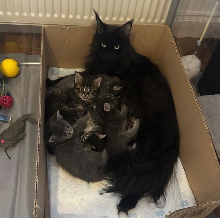 Maine Coon kittens for sale in Falkirk, Stirling and Falkirk – 9 weeks old - Image 4 of 6