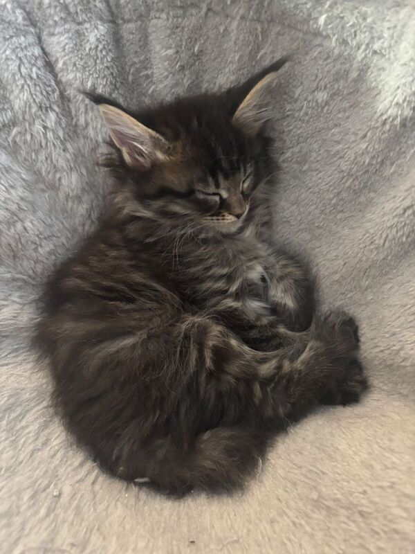 Maine Coon kittens for sale in Falkirk, Stirling and Falkirk – 9 weeks old - Image 6 of 6