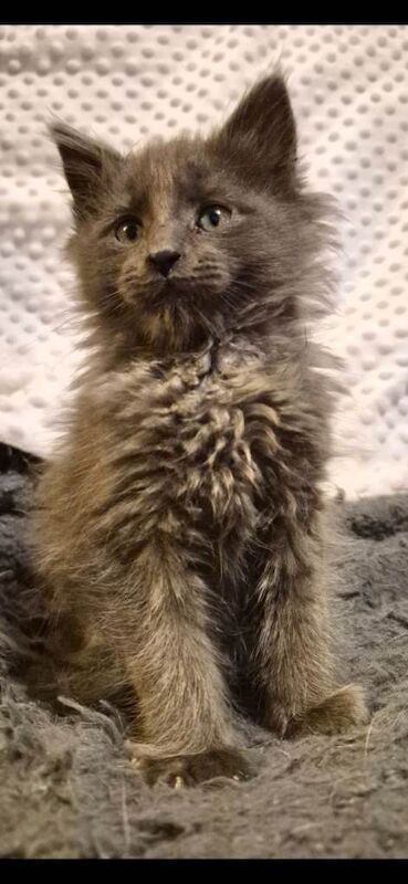 Maine Coon kittens for sale in Aberystwyth, Dyfed – 10 weeks old