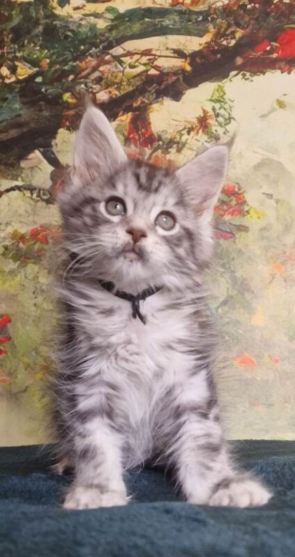 Maine Coon Kittens - 2 Boys from Champion Blood lines