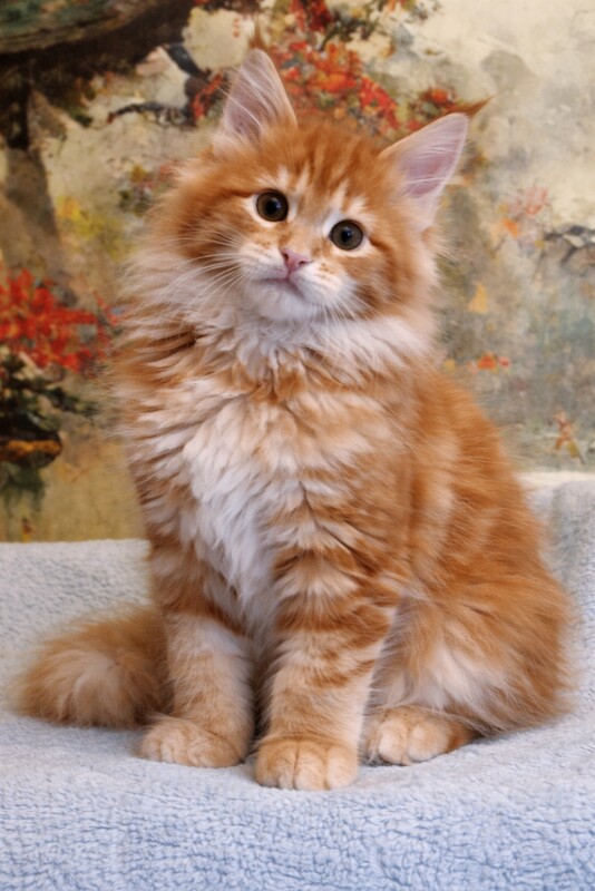 Maine Coon Kittens For Sale