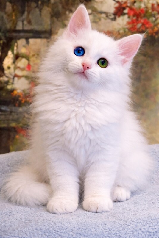 Maine Coon Kittens 2 girls 1 boy World Champion Bloodlines - Image 2 of 5