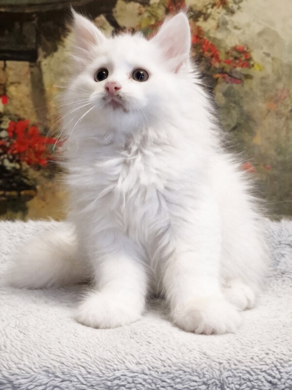 Maine Coon Kittens 2 girls 1 boy World Champion Bloodlines - Image 3 of 5