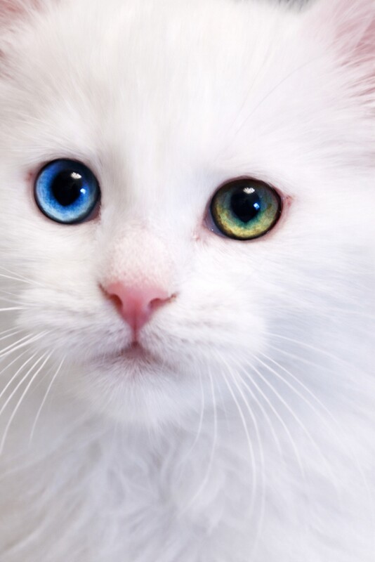 Maine Coon Kittens 2 girls 1 boy World Champion Bloodlines - Image 4 of 5