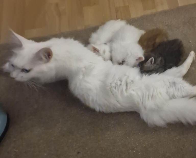 Maine Coon Kittens 2 girls 1 boy World Champion Bloodlines - Image 5 of 5