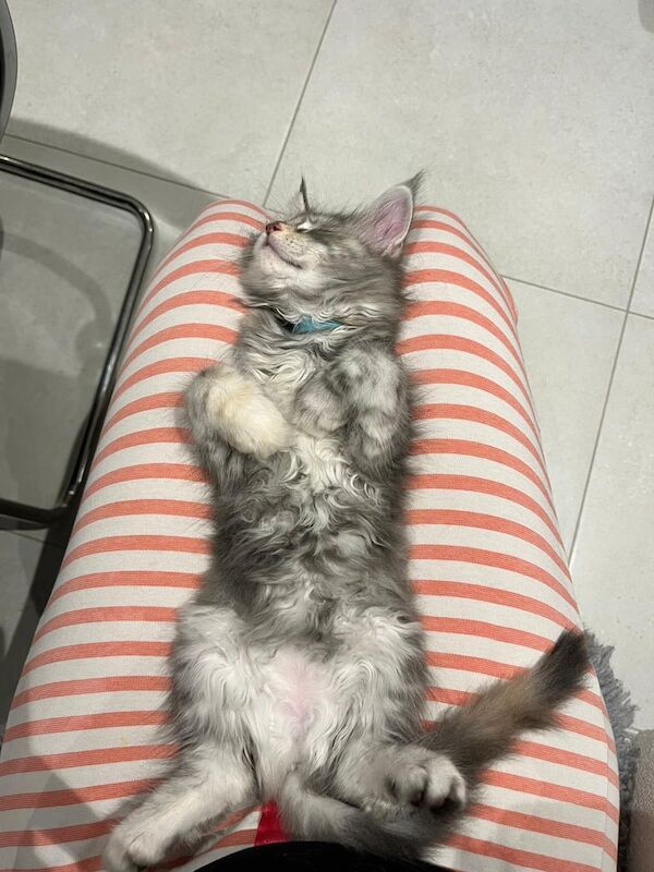 Maine Coon kittens for sale in Reigate, Surrey – 11 weeks old