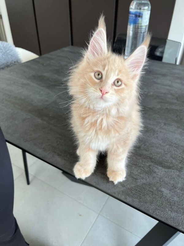 Maine Coon kittens for sale in Reigate, Surrey – 11 weeks old - Image 2 of 3