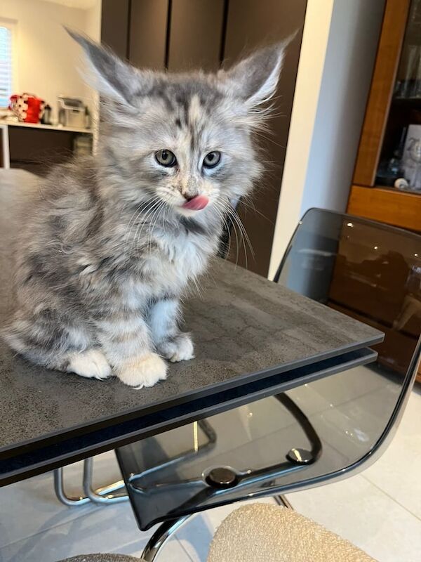 Maine Coon kittens for sale in Reigate, Surrey – 11 weeks old - Image 3 of 3