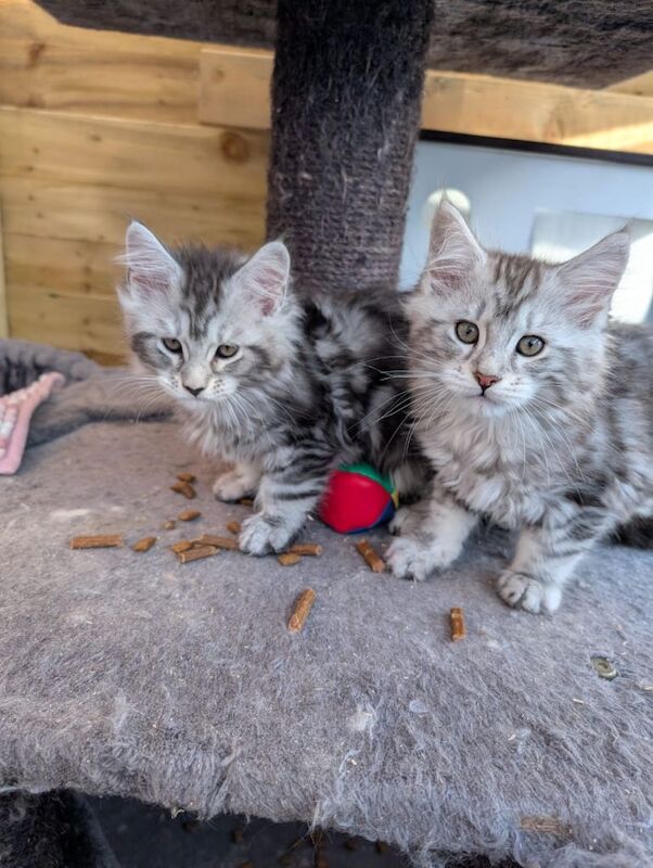 Maine Coon Kittens For Sale