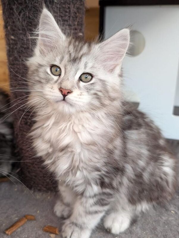 Maine Coon kittens for sale in Derby, Derbyshire – 10 weeks old - Image 2 of 5